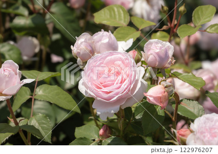 バラのある風景 122976207