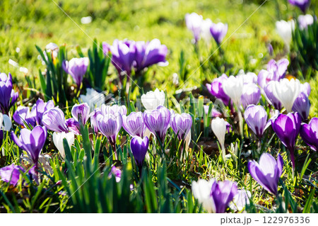 春先の明るい日差しの下の満開の薄紫と白色のクロッカス　ロンドン郊外のキューガーデンにて 122976336