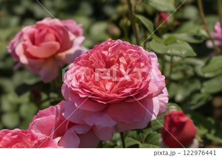 バラのある風景 122976441