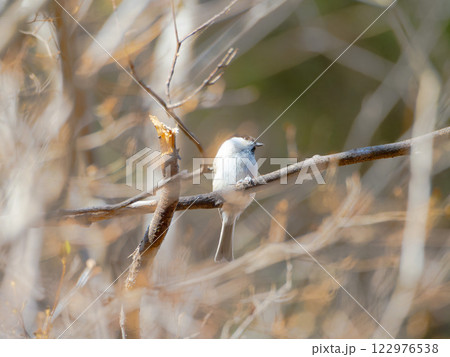 横を見るハシブトガラ 122976538