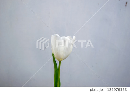 A single white tulip stands tall with gleaming petals, contrasting beautifully against a soft, light background, evoking tranquility and purity A single white tulip stands tall with gleaming petals, contrasting beautifully against a soft, light background, evoking tranquility and purity 122976588