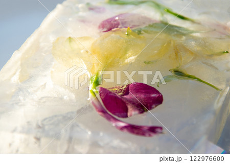 A clear block of ice displays beautiful floral elements, with delicate petals and leaves embedded within, showcasing vivid colors against a soft background 122976600