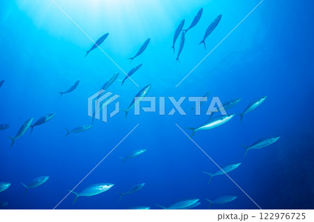 ツムブリ　小笠原　東京都 122976725