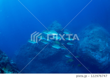 ナンヨウカイワリ　小笠原　東京都 122976747