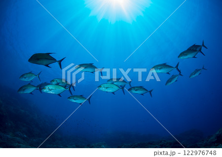 ナンヨウカイワリ 小笠原 東京都 ナンヨウカイワリ 小笠原 東京都 122976748