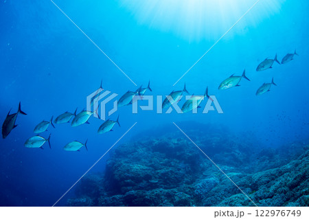 ナンヨウカイワリ 小笠原 東京都 ナンヨウカイワリ 小笠原 東京都 122976749