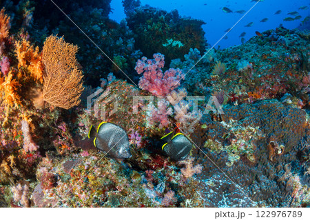 ユウゼン　小笠原　東京都 122976789