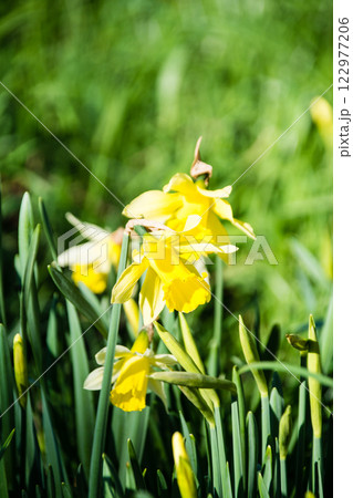 明るい日差しの下の満開の黄色い水仙　ロンドン郊外のキューガーデンにて 122977206