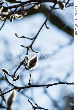 明るい青空の下のつぼみが開き始めそうな白いモクレン　ロンドン郊外のキューガーデンにて 122977419