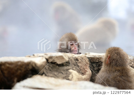 地獄谷野猿公苑のスノーモンキー 地獄谷野猿公苑のスノーモンキー 122977564