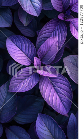 Close-up of vibrant purple leaves showcasing intricate texture and natural beauty. 122977709