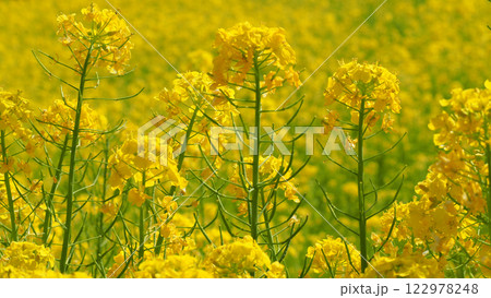 菜の花 122978248