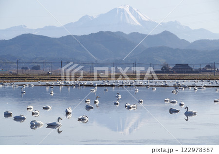 穏やかな陽気の無風の朝の冬水田んぼに白鳥の群れが居る能義平野の風景 122978387