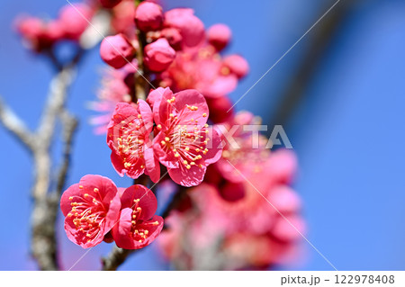 青空に映える紅梅 122978408