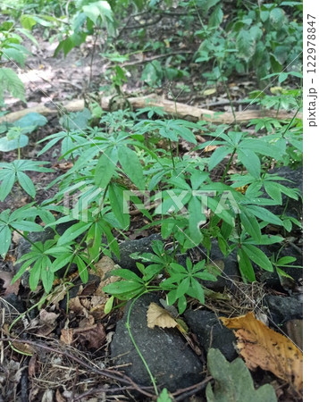 Lush green plants growing among rocks 122978847