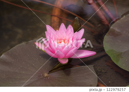 水面に浮かぶピンクの睡蓮の花 水面に浮かぶピンクの睡蓮の花 122979257