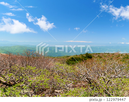 駒草平から望む春の蔵王（宮城県刈田郡蔵王町） 122979447