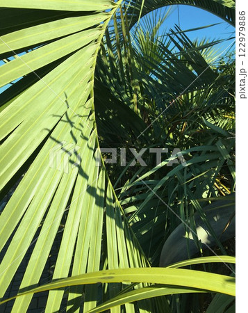 Curve and texture of a palm branch. Green palm leaves close up with shadow. Curve and texture of a palm branch. Green palm leaves close up with shadow. 122979886