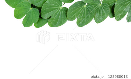 A bauhinia leaf isolated on a white background, showcasing its unique split shape for creative use. 122980018