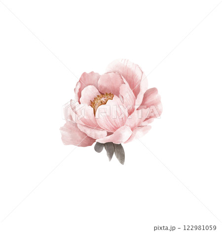 A Stunningly Beautiful Pink Peony Flower Illustration Perfect for Various Creative Projects A Stunningly Beautiful Pink Peony Flower Illustration Perfect for Various Creative Projects 122981059