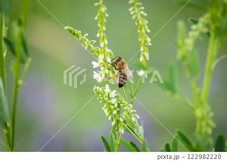 A bee pollinating white flower buds A bee pollinating white flower buds 122982220