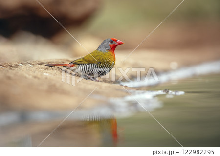 Green winged Pytilia in Greater Kruger National park, South Africa 122982295