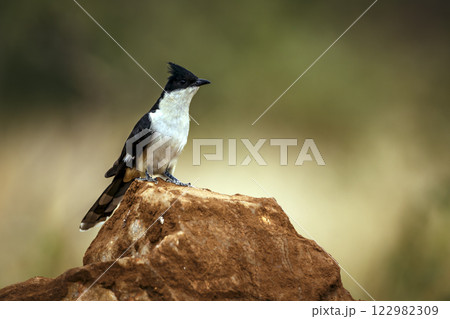 Pied Cuckoo in Greater Kruger National park, South Africa 122982309