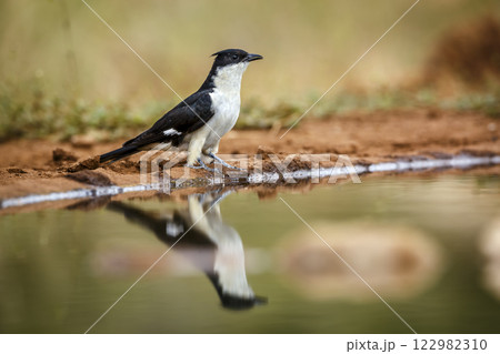 Pied Cuckoo in Greater Kruger National park, South Africa 122982310