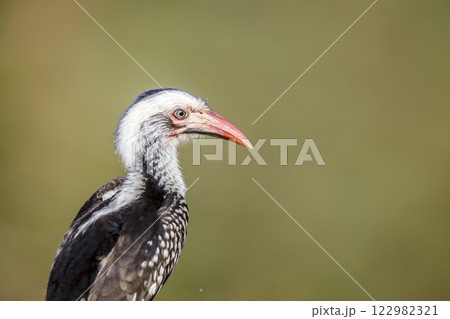 Southern Red billed Hornbill in Greater Kruger National park, South Africa 122982321
