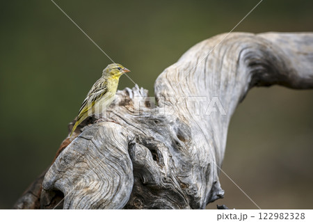 Red headed weaver in Greater Kruger National park, South Africa Red headed weaver in Greater Kruger National park, South Africa 122982328
