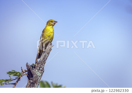 Spectacled Weaver in Greater Kruger National park, South Africa 122982330