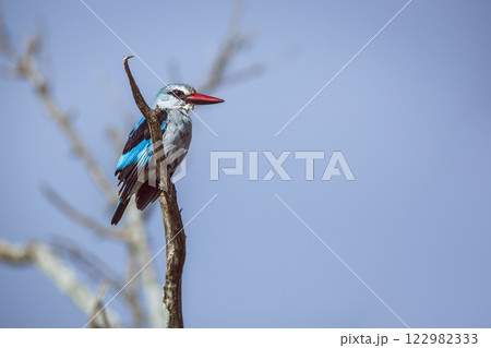 Woodland kingfisher in Greater Kruger National park, South Africa 122982333
