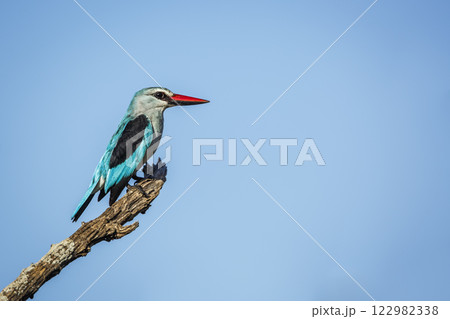 Woodland kingfisher in Greater Kruger National park, South Africa 122982338