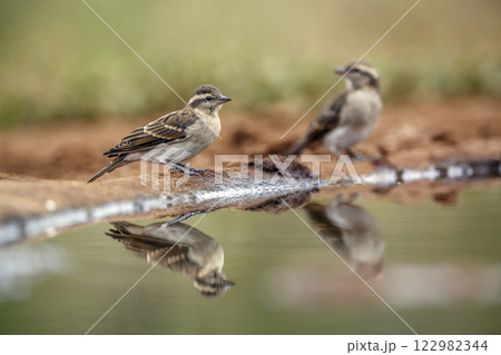 Yellow-throated Petronia in Greater Kruger National park, South Africa 122982344