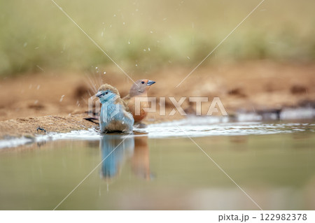 Blue breasted Cordonbleu and Jameson Firefinch in Greater Kruger National park, South Africa Blue breasted Cordonbleu and Jameson Firefinch in Greater Kruger National park, South Africa 122982378