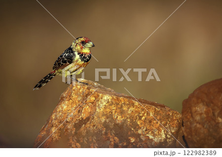 Crested Barbet in Greater Kruger National park, South Africa 122982389