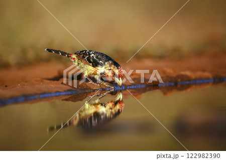 Crested Barbet in Greater Kruger National park, South Africa 122982390