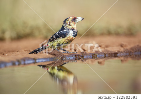Crested Barbet in Greater Kruger National park, South Africa 122982393