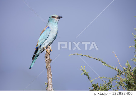 European Roller in Greater Kruger National park, South Africa European Roller in Greater Kruger National park, South Africa 122982400