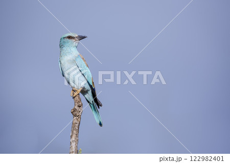 European Roller in Greater Kruger National park, South Africa European Roller in Greater Kruger National park, South Africa 122982401