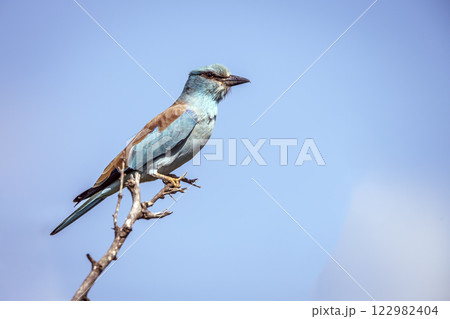 European Roller in Greater Kruger National park, South Africa European Roller in Greater Kruger National park, South Africa 122982404