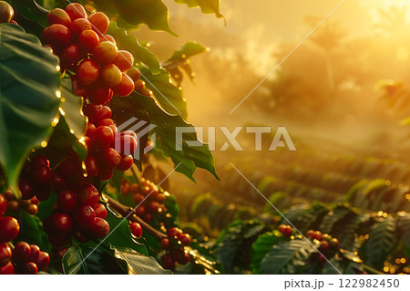 Ripe red coffee cherries on a plantation at sunrise, with sun rays illuminating the lush green leaves and misty hills. 122982450