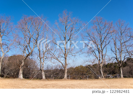 《冬の風景素材》落葉樹の並木 《冬の風景素材》落葉樹の並木 122982481