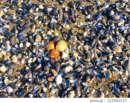 many small shells on the sea sandy coast many small shells on the sea sandy coast 122982517