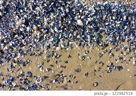 many small shells on the sea sandy coast many small shells on the sea sandy coast 122982519