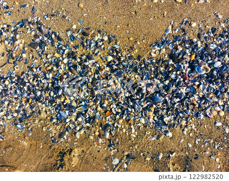 many small shells on the sea sandy coast many small shells on the sea sandy coast 122982520