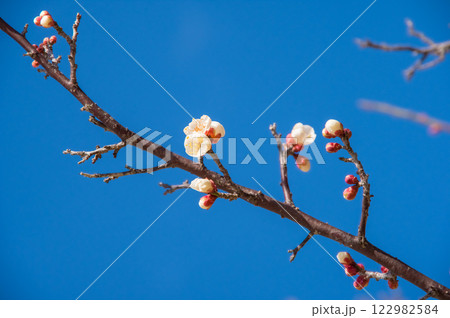 梅の花《咲き始めた白梅》 122982584