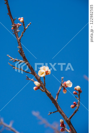 梅の花《咲き始めた白梅》 122982585