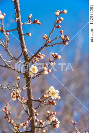 梅の花《咲き始めた白梅》 122982593