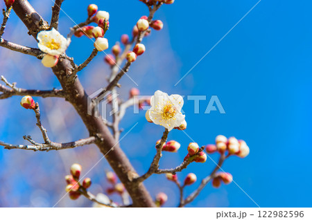 梅の花《咲き始めた白梅》 梅の花《咲き始めた白梅》 122982596